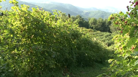 View on the mountains from organic raspberry orchard Stock-Footage 35582760