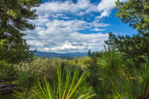A view of the mountains through a green forest against a blue sky. Stock Photos