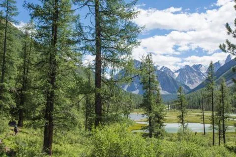 A view of the mountains through a green forest against a blue sky. Stock Photos