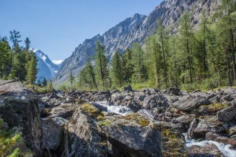 A view of the mountains through a green forest against a blue sky. Stock Photos