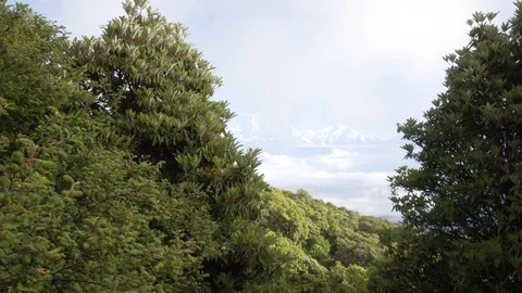 View of mountains through trees Video stock 91434387