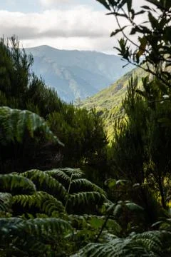 View of the mountains through the vegetation Stock Photos