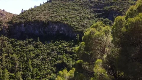 View of the mountainside through the crown of a tree Stock Footage 241515343