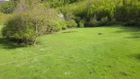 The view moving along the level of the trees in a green meadow among the woods. Stock-Footage 156430443