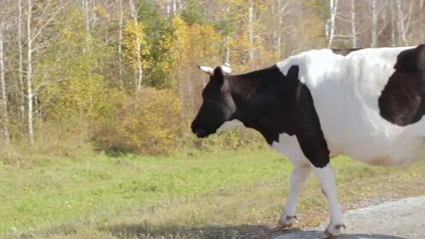 View from a moving car on a cow Video stock 71825499