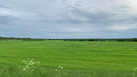 View from a moving car on the field Stockbeeldmateriaal 172099223