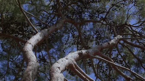 View on a moving crown of tree Video stock 41595997