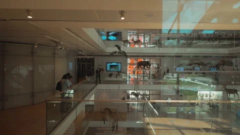 View from moving elevator on interior of modern museum building  Stock Footage 128343381