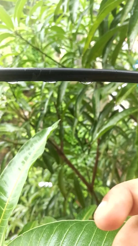 A view of moving the finger through a rope while rain drops from it. Stock Footage 134625556
