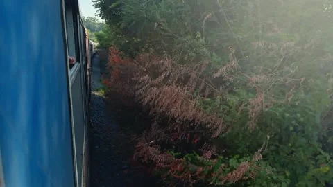View from a moving train along a railway surrounded by dense green vegetation in Stock Footage 344902528