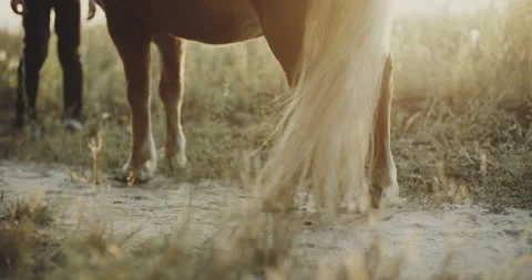 View of the moving white tail of a horse, children legs around, horseriding camp Stock Footage 154098993