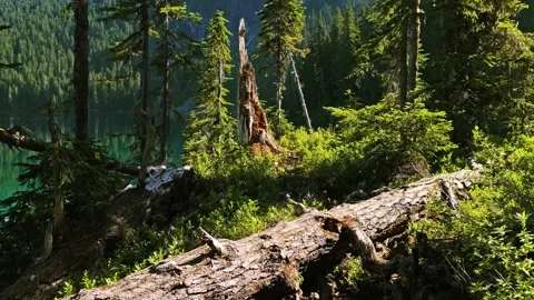 View of Mowich Lake and Forest Landscape in Mount Rainier National Park, Washing Stock Footage 332080312