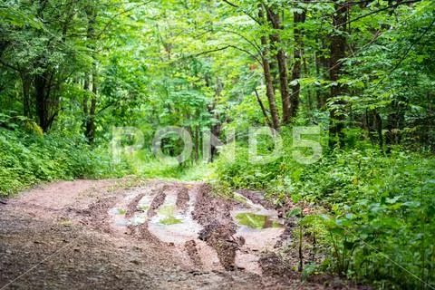 View of muddy path in summer forest with wild vegetation on sides on sunny day Stock Photos
