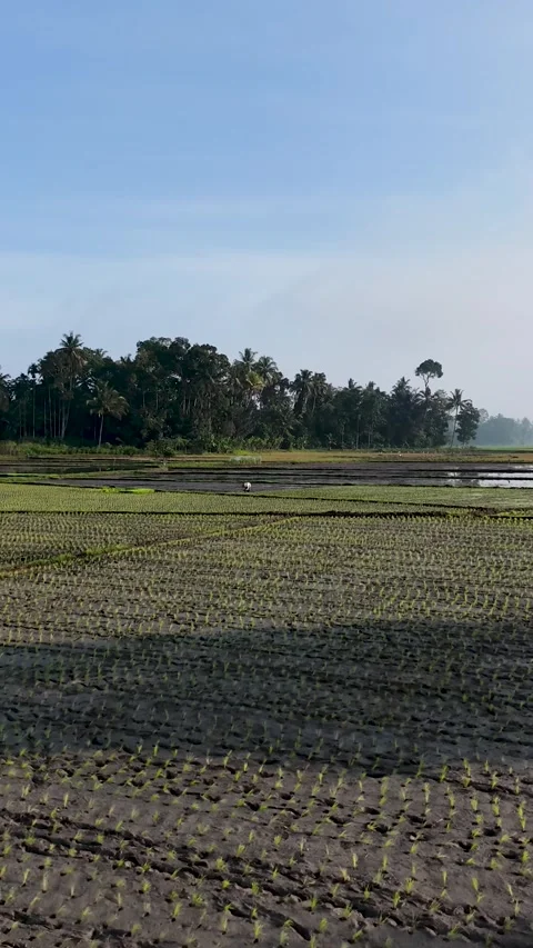 View of Muddy Rice Field Plots and Distant Farmer in Rural Landscape Stock Footage 346008658