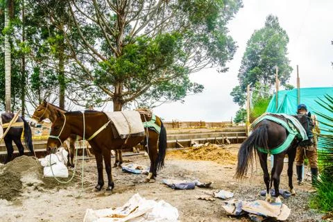 View on Mule with heavy load in Salento, Colombia Stock Photos