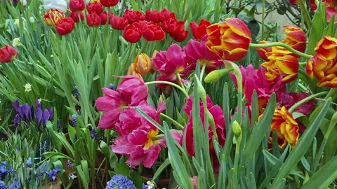 View of the multi-colored colorful tulips and daffodils that grow in the flowerb Stock Footage 150582729