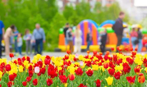 View of multi colored flower buds of tulips in the city park Foto stock