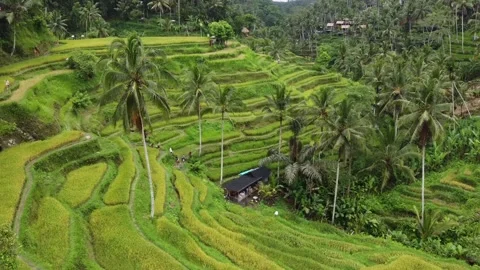 View of Multi-level Rice Terraces and nearby Village at Tegalalang Rice Terraces Stock Footage 266791925