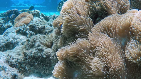 A view of a multicolored coral reef with beautiful fish in the foreground. Stock Footage 277364803