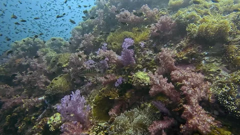 A view of a multicolored coral reef with beautiful fish in the foreground. Stock Footage 277365052