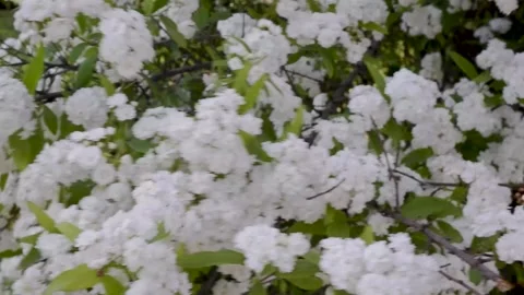 View of multicolored white bush fields at harvest time Stock-Footage 310947731