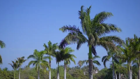A view of multiple palm trees standing tall against a clear blue sky in 4k .. Stock Footage 285629167