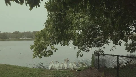 View of multiple white Pelicans and a few swiming out to the lake in Florida at  Stock Footage 261359117