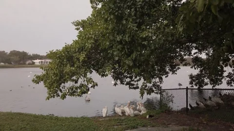 View of multiple white Pelicans and a few swiming out to the lake in Florida at  Stock Footage 261359688
