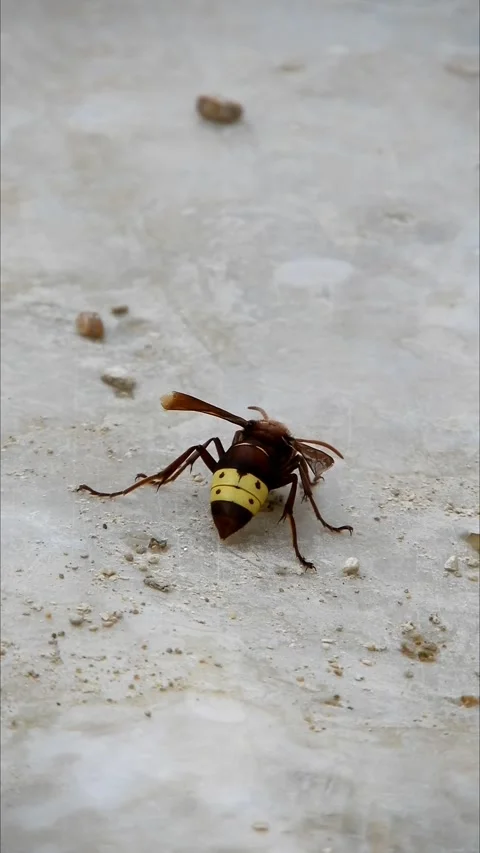View Of Murder Hornets Sting, Wasp Known As Killer Bee - 4k Vertical Footage Video stock 337935269