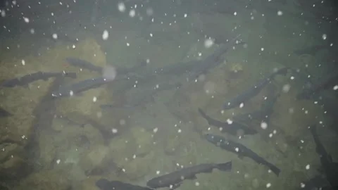 The view in a murky water pond containing lots of fishes. Fish swimming in Stock Footage 226201613