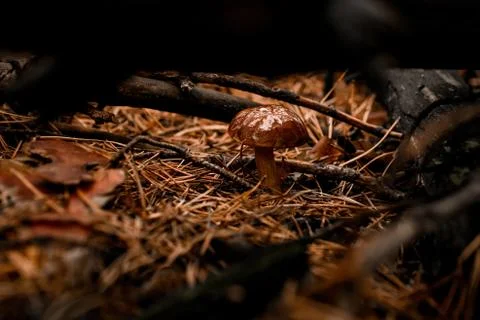 View on mushroom with damp cap grows among fallen branches and needles in pine 스톡 사진