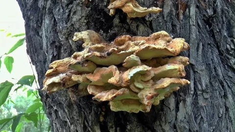 View of mushrooms in the forest Stock Footage 236340865