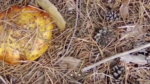 A view of mushrooms in the forest Stock Footage 236341042