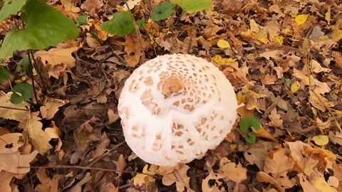 View of mushrooms in the forest Stock Footage 236341043