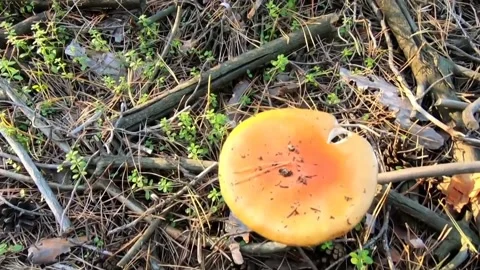 A view of mushrooms in the forest Stock Footage 236341045