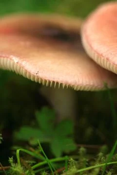 View of mushrooms Stock Photos