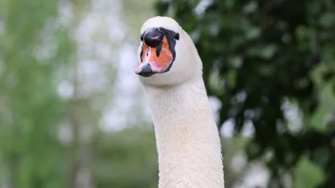 View of a mute swan with white feathers and an orange beak, France. Vídeo Stock 333524058