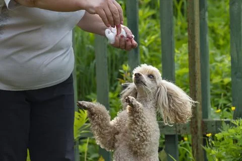 View of the muzzle of a dog, a poodle, which is trained with a piece of sausage Stock Photos