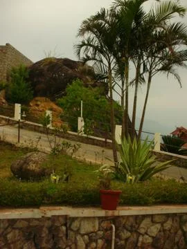 A view of my backyard Foto stock