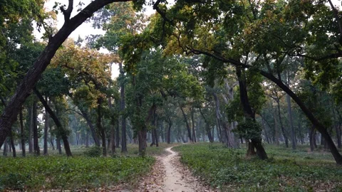 View of a narrow dirt path through a forest, Nepal. Vídeos de archivo 335604720