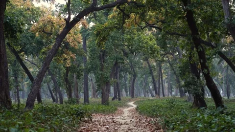 View of a narrow dirt path through a lush forest, Nepal. Vídeos de archivo 335605153