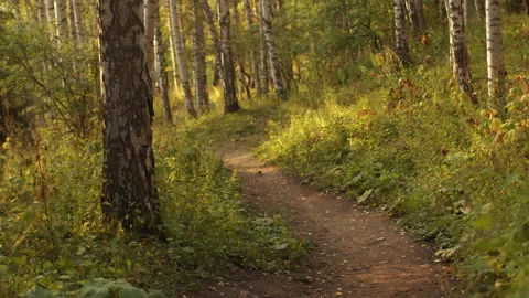 View of a narrow winding forest trail in the middle of dense grass and trees Stock Footage 250997495