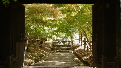 View to natural forest with pathway under falling autumn nature with sunlig.. Stock Footage 251650097