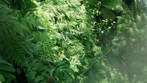 View of natural landscape rain forest trees with mist moist spray and sunsh.. Stock Footage 256117575