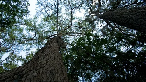 A view of a natural Tree Canopy Stock Footage