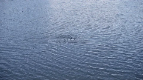 View of natural whirlpool in water Stock Footage 62823022