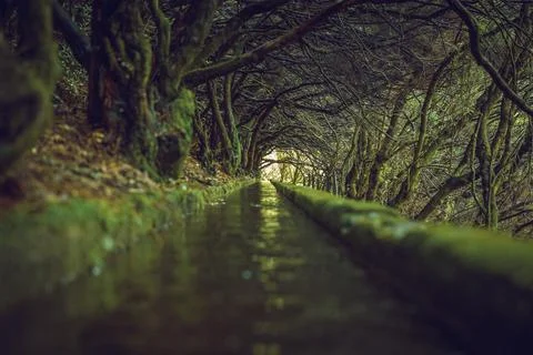 View on the nature of famous levada hike PR6 25 fontes on Madeira Island, R.. Stock Photos