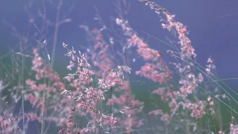 View of nature Stock Footage 120982310