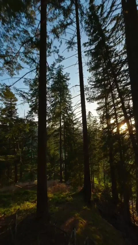 View of nature Stock Footage 270482864