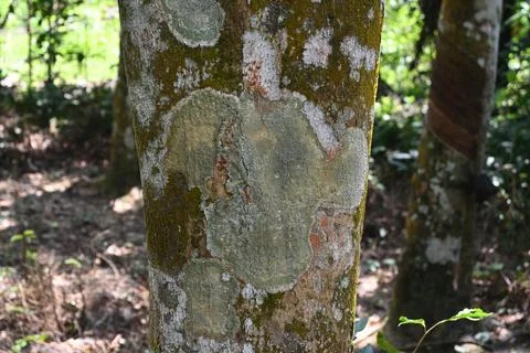 A view of a Nedun tree trunk with lichens and algae that grow on the bark 스톡 사진